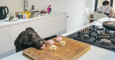 'I refuse to eat anything cooked in a kitchen with a dog – it's disgusting' – The Mirror