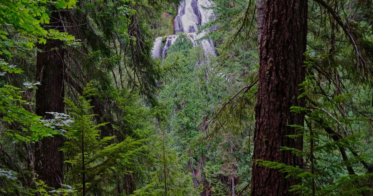 Two Oregon men die from exposure in a forest after they went out to look for Sasquatch – The Mirror US