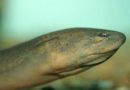 Public Urged to Report Invasive Asian Swamp Eel Species in Florida – iHeart