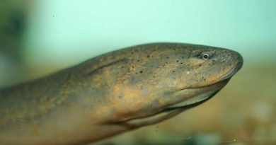 Public Urged to Report Invasive Asian Swamp Eel Species in Florida – iHeart