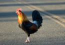 People only just realising real meaning behind 'chicken that crossed the road' joke – Express