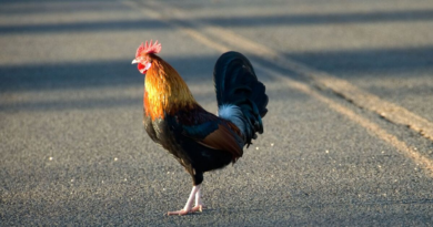 People only just realising real meaning behind 'chicken that crossed the road' joke – Express