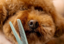 Fluffy dog goes to groomers but returns looking more like '70s heartthrob' – Express