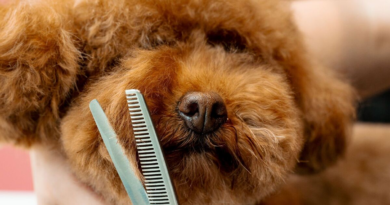 Fluffy dog goes to groomers but returns looking more like '70s heartthrob' – Express