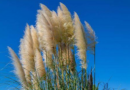 People are only just realising what pampas grass in front gardens can symbolise – The Mirror