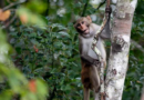 1 monkey recovered safely, 42 others remain on the run from South Carolina lab – KPRC Click2Houston