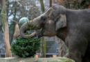 It's Christmas for the elephants as unsold trees are fed to the animals at Berlin Zoo – WJXT News4JAX