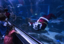 Santa Claus joins sharks for a holiday swim at a Rio de Janeiro aquarium – WTOP