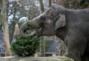 Elephants At Berlin Zoo Get Unsold Christmas Trees As Late Holiday Gifts – HuffPost