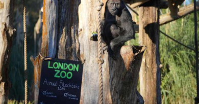 London Zoo's residents are counted in their annual stocktake, including 2 baby gorillas – KSAT San Antonio