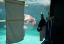 Sunfish that began ailing after aquarium's closure recovers after human cutouts set up outside tank – KSAT San Antonio