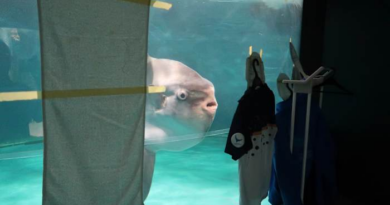 Sunfish that began ailing after aquarium's closure recovers after human cutouts set up outside tank – KSAT San Antonio