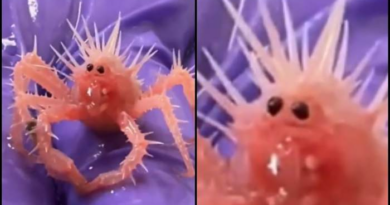 Tiny crab found in Gulf of Mexico goes viral – KSAT San Antonio