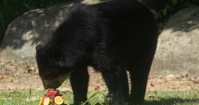 Rio's thirsty zoo animals get icy treats to cool down in Brazil’s stifling summer heat – WJXT News4JAX