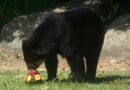 Rio's thirsty zoo animals get icy treats to cool down in Brazil’s stifling summer heat – KSAT San Antonio