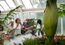 A rare plant emits a stink of death when it blooms. Thousands in Australia queued to get close to it – KSAT San Antonio