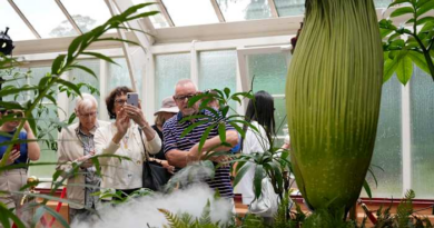 A rare plant emits a stink of death when it blooms. Thousands in Australia queued to get close to it – KSAT San Antonio