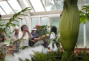 Sydney's Stinky Corpse Flower Attracts Thousands Wanting A Whiff – HuffPost