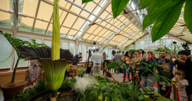 Thousands of tourists are flocking to Sydney, Australia just to see a stinky 5-foot tall flower bloom