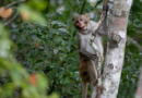 Last 4 escaped monkeys are captured in South Carolina after months on the loose – KSAT San Antonio