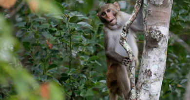 Last 4 escaped monkeys are captured in South Carolina after months on the loose – KSAT San Antonio