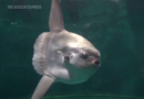 Sunfish that got sick after aquarium closed has recovered — thanks to human cutouts – KSAT San Antonio