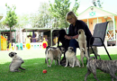 Pug life: A South African woman has rescued more than 2,500 of the lovable 'clowns of the dog world' – WJXT News4JAX