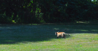 Weird News: Was That a Fox? – Patch