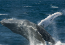 Rare Humpback Whale Captured Breaching Off Florida Coast In Stunning Video – iHeart