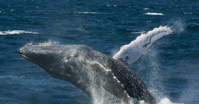 Rare Humpback Whale Captured Breaching Off Florida Coast In Stunning Video – iHeart