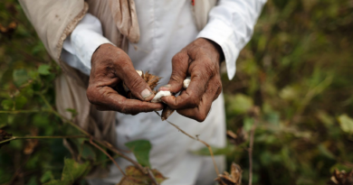 Adidas, H&M and The Gap bought cotton grown by children in India, rights group’s report says