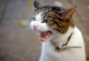 Pet owners expose cats' 'toxic traits' in brutal list that leaves people in stitches – Daily Record