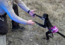 Monkey in a tutu escapes from a home. Missouri sheriff's office says the capture was 'bananas' – WJXT News4JAX