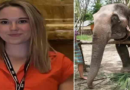 When elephant in Thailand zoo killed by stressed elephant – Dunya News