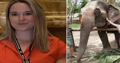 When elephant in Thailand zoo killed by stressed elephant – Dunya News