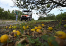 Florida’s signature crop is in crisis—key citrus grower to shut down after massive decline