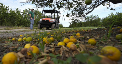 Florida’s signature crop is in crisis—key citrus grower to shut down after massive decline