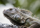 Experts Issue Warning About Falling Iguanas In Florida – HuffPost