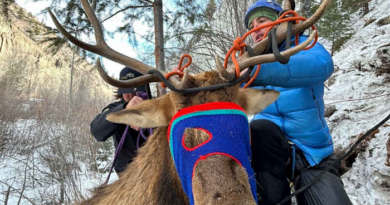 Elk on a shelf: Colorado wildlife officials rescue elk tangled in rope on ice climbing route – KPRC Click2Houston